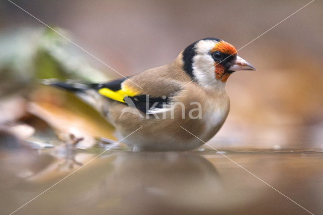 European Goldfinch (Carduelis carduelis)