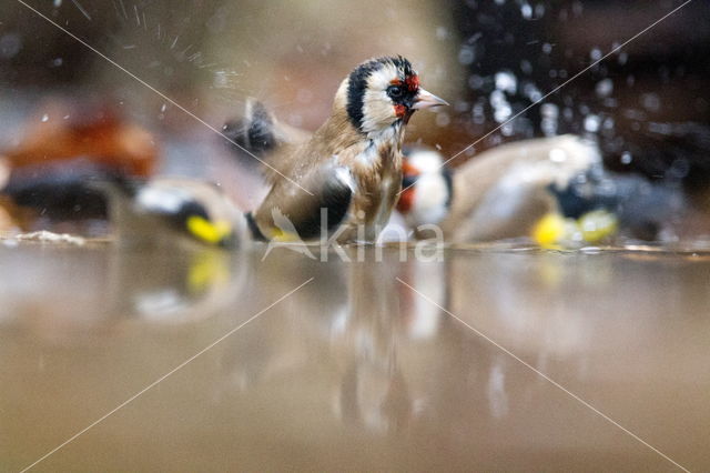 European Goldfinch (Carduelis carduelis)