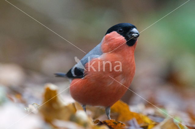 Eurasian Bullfinch (Pyrrhula pyrrhula)