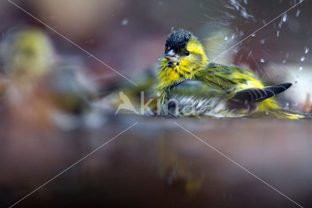 Eurasian Siskin (Carduelis spinus)