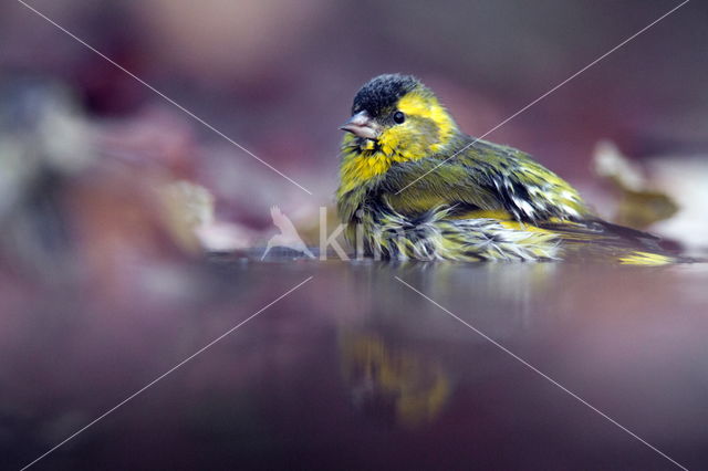 Eurasian Siskin (Carduelis spinus)