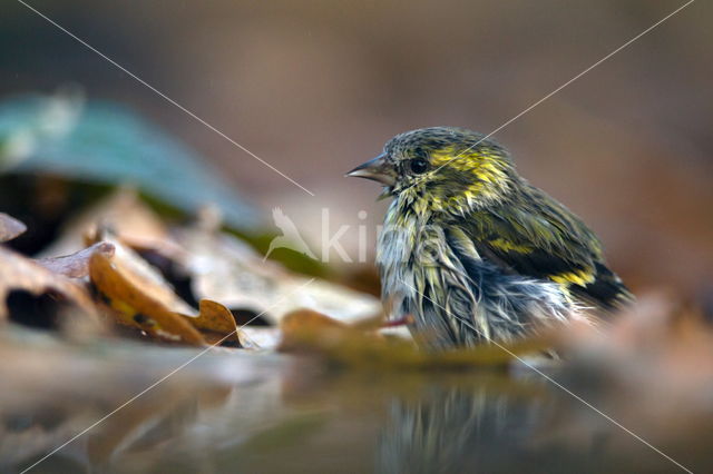 Eurasian Siskin (Carduelis spinus)