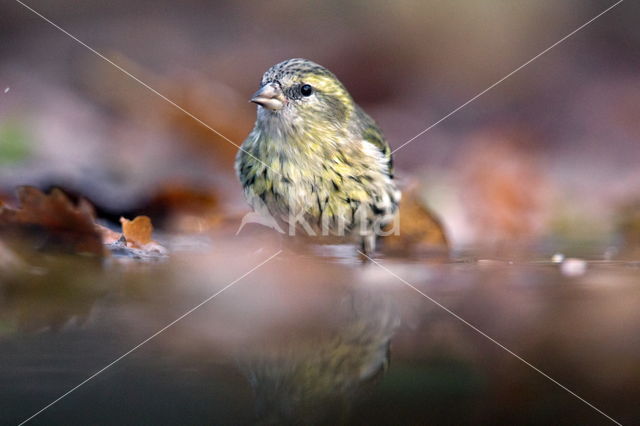 Eurasian Siskin (Carduelis spinus)