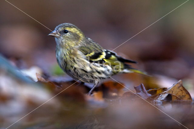 Eurasian Siskin (Carduelis spinus)