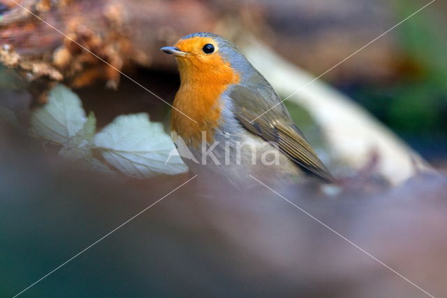 European Robin (Erithacus rubecula)