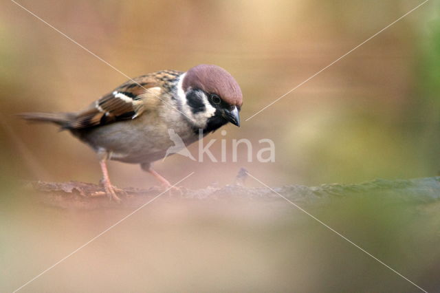 Eurasian Tree Sparrow (Passer montanus)