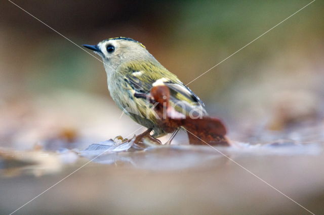 Goldcrest (Regulus regulus)