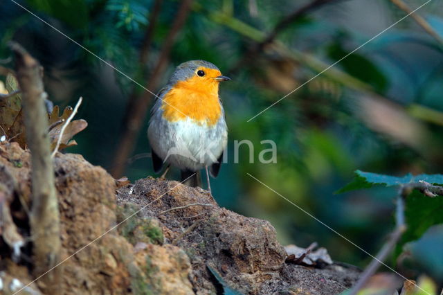 European Robin (Erithacus rubecula)