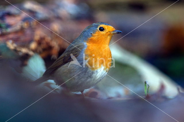 European Robin (Erithacus rubecula)