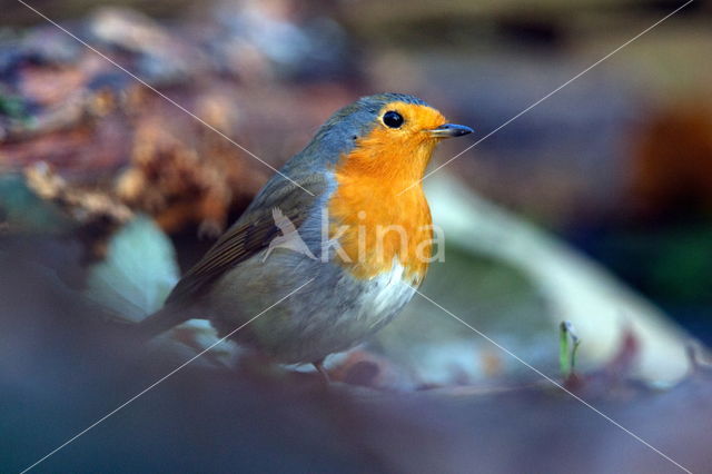 European Robin (Erithacus rubecula)