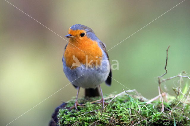 European Robin (Erithacus rubecula)