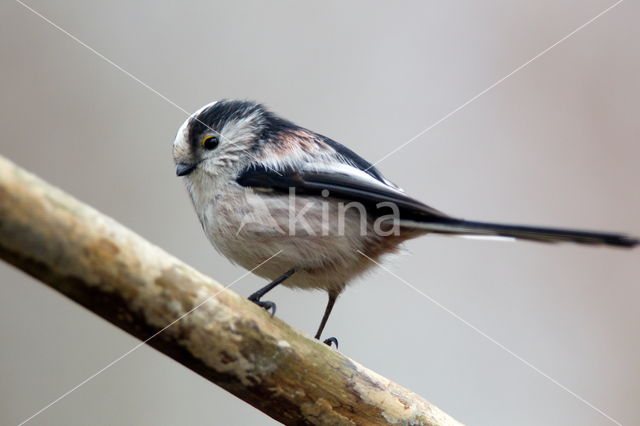 Long-tailed Tit (Aegithalos caudatus)