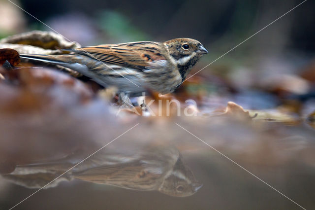 Rietgors (Emberiza schoeniclus)