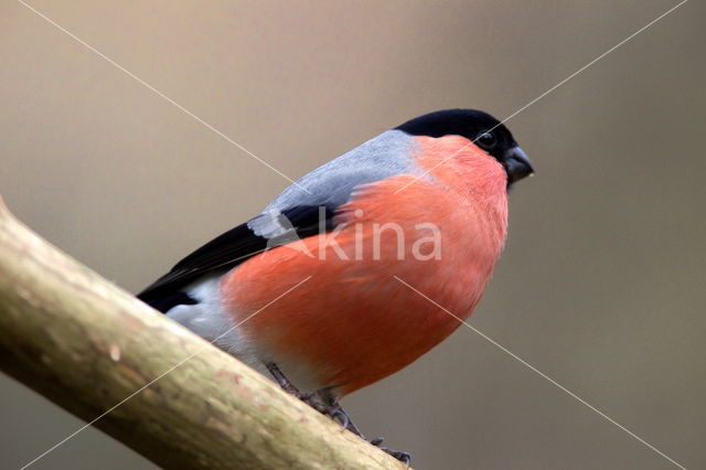 Eurasian Bullfinch (Pyrrhula pyrrhula)