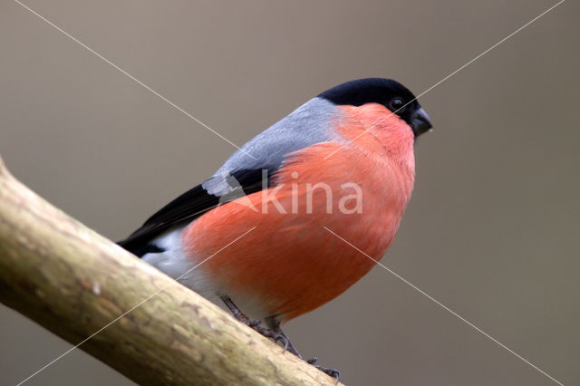 Eurasian Bullfinch (Pyrrhula pyrrhula)