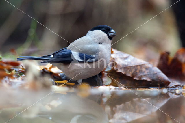 Eurasian Bullfinch (Pyrrhula pyrrhula)