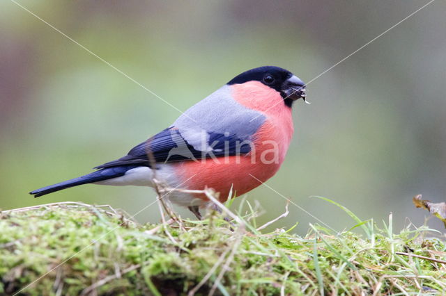 Eurasian Bullfinch (Pyrrhula pyrrhula)