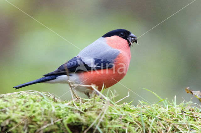 Eurasian Bullfinch (Pyrrhula pyrrhula)