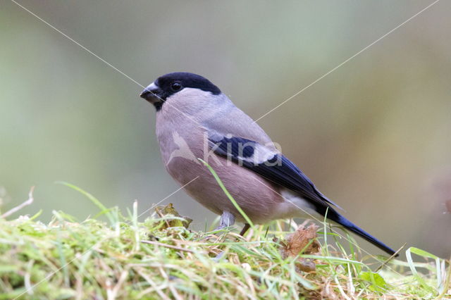 Eurasian Bullfinch (Pyrrhula pyrrhula)