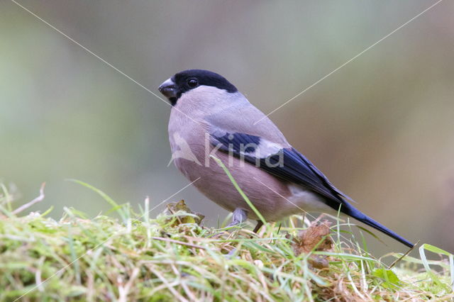 Eurasian Bullfinch (Pyrrhula pyrrhula)