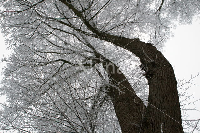 Berk (Betula)