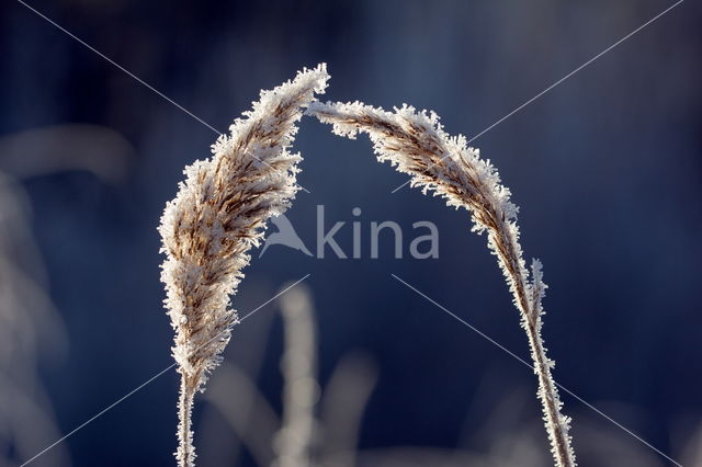 Reed-grass