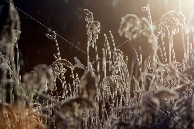 Rietgras (Phalaris arundinacea)