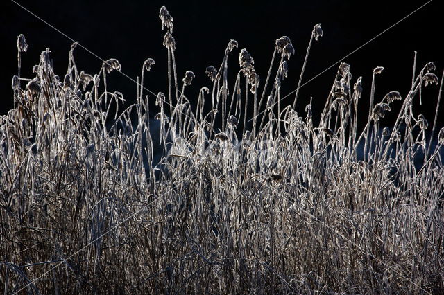 Reed-grass