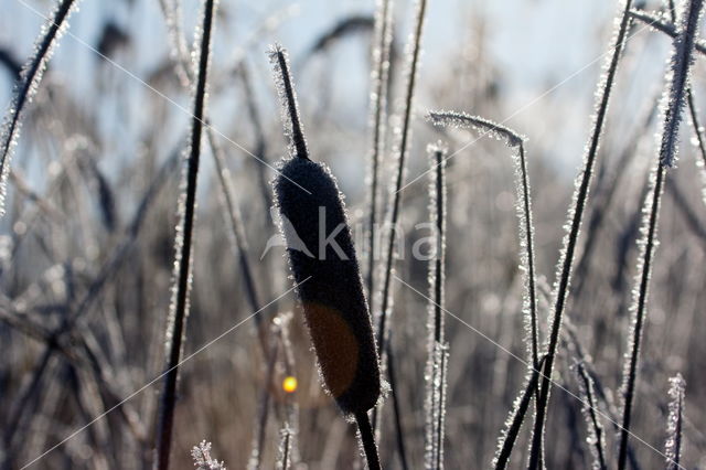 Grote lisdodde (Typha latifolia)