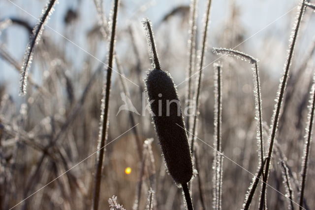 Grote lisdodde (Typha latifolia)