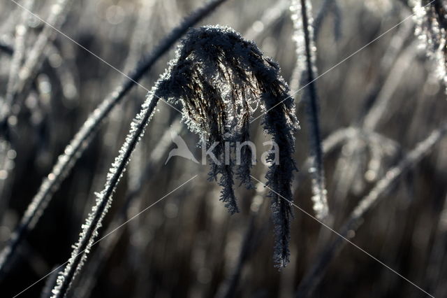 Reed-grass