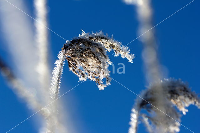 Reed-grass