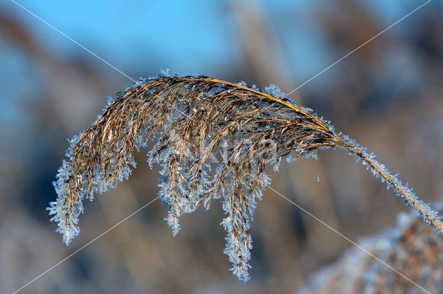 Rietgras (Phalaris arundinacea)