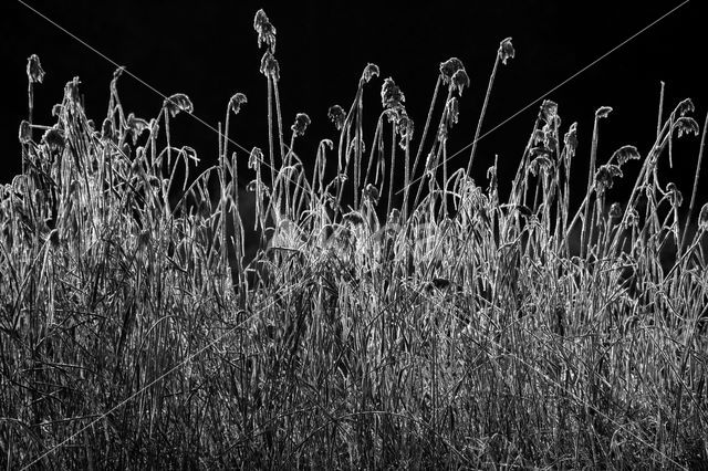 Reed-grass