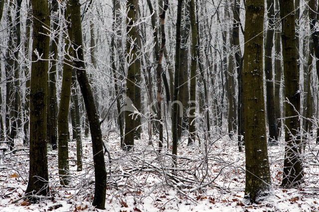 Boswachterij Ruinen