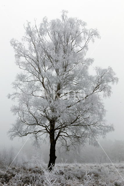 Berk (Betula)