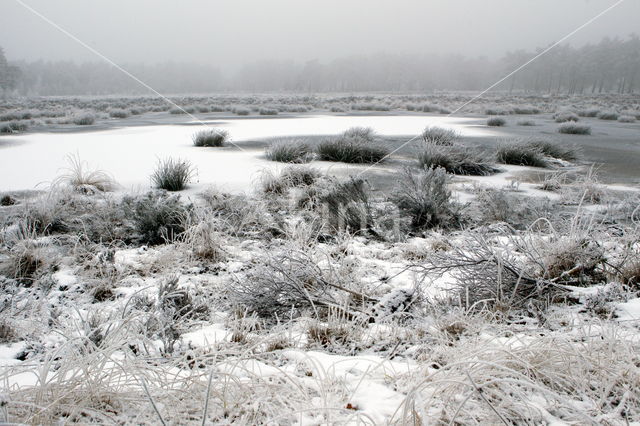 Boswachterij Ruinen