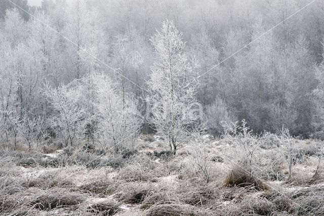 Berk (Betula)