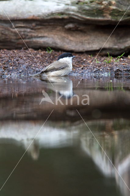 Glanskop (Parus palustris)