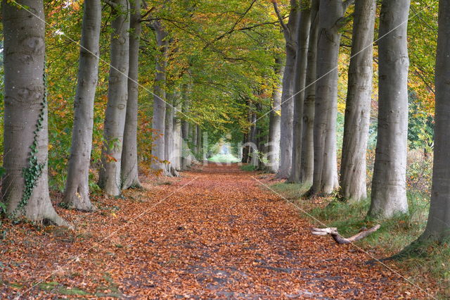 Beuk (Fagus sylvatica)