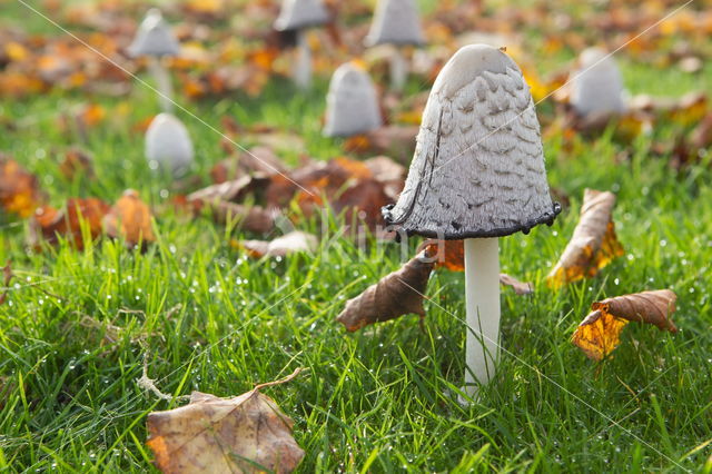 Geschubde inktzwam (Coprinus comatus)