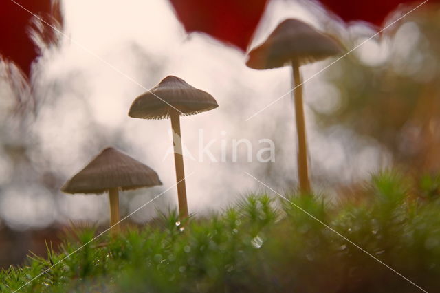 Grote bloedsteelmycena (Mycena haematopus)