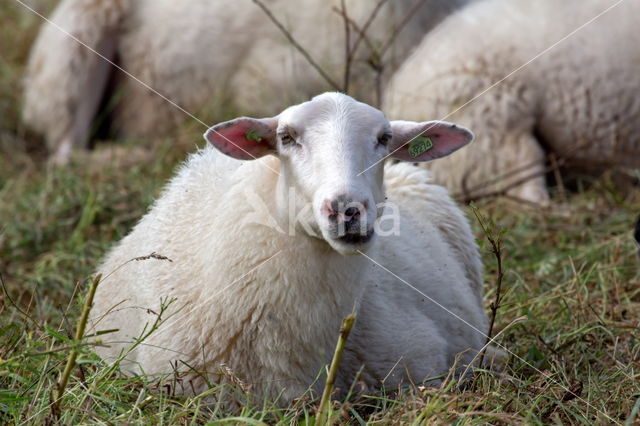 Suffolk schaap (Ovis domesticus)