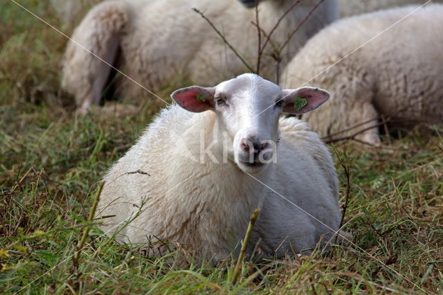 Suffolk schaap (Ovis domesticus)