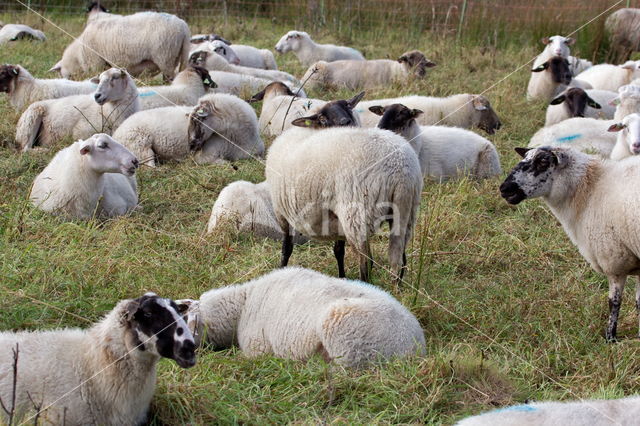 Suffolk schaap (Ovis domesticus)