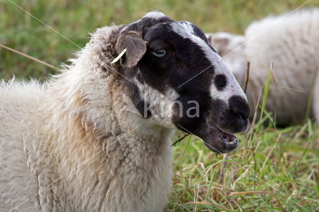 Suffolk schaap (Ovis domesticus)
