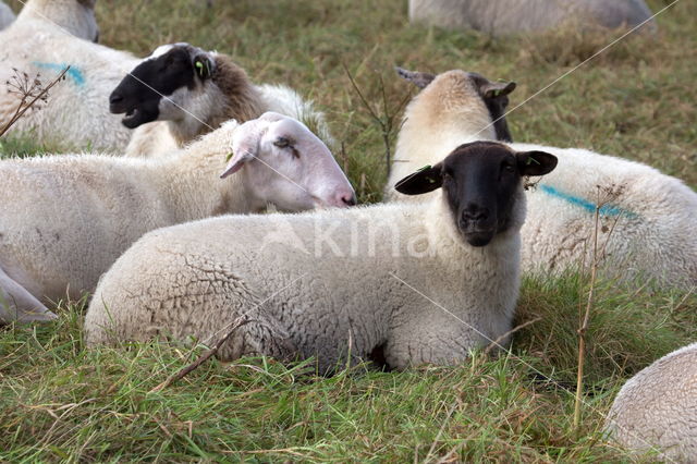 Suffolk schaap (Ovis domesticus)