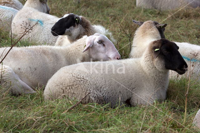 Suffolk schaap (Ovis domesticus)