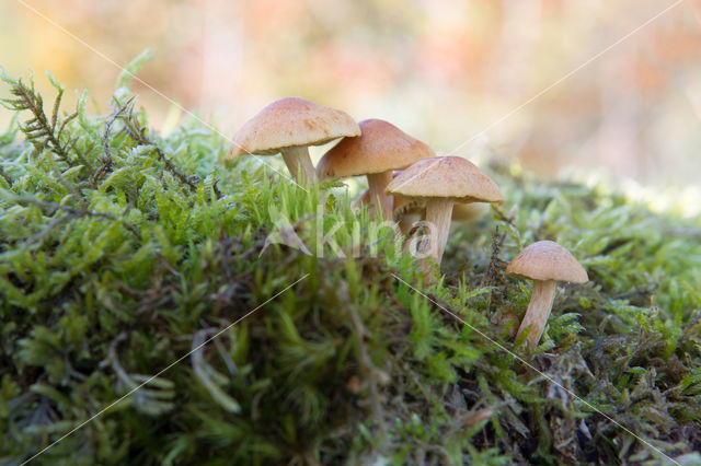 Rode zwavelkop (Psilocybe sublateritia)