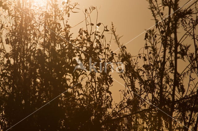 Plumeless Thistle (Carduus acanthoides)